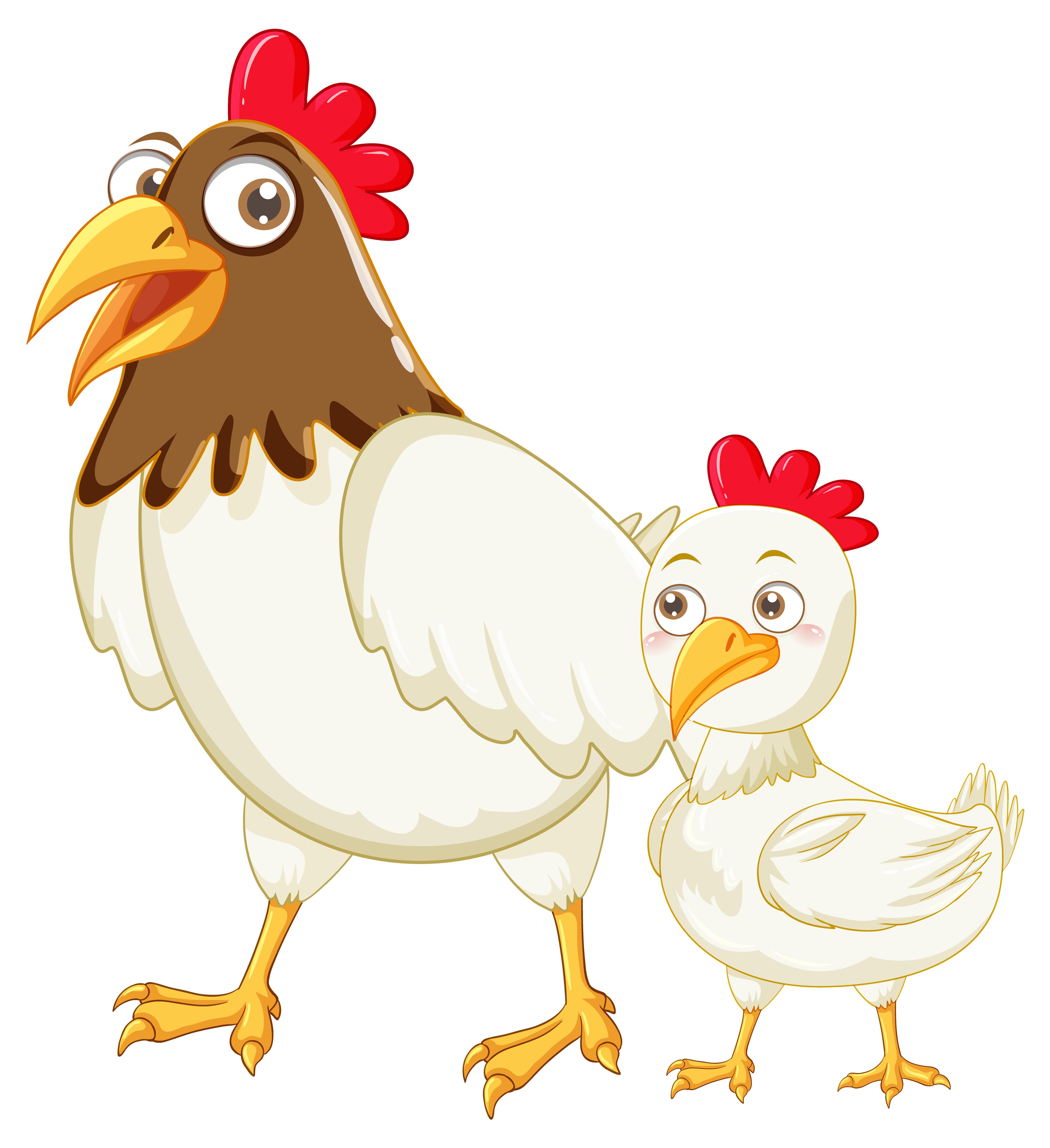 Two chickens working together in a farm